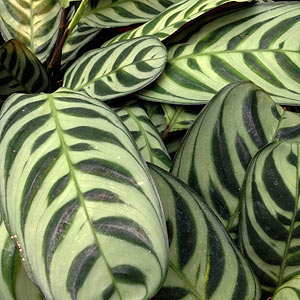 Maranta leuconeura var kerchoveana - Prayer Plant