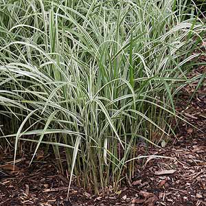 Miscanthus sinensis variegatus - Japanese Silver Grass