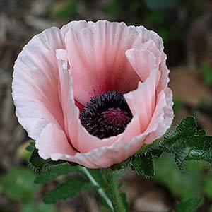 Oriental Poppy