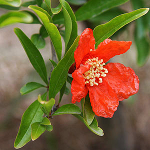 Ornamental Pomegranate Flower