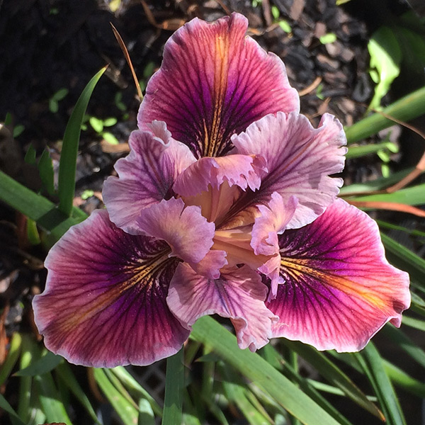 Pacific Coast Iris