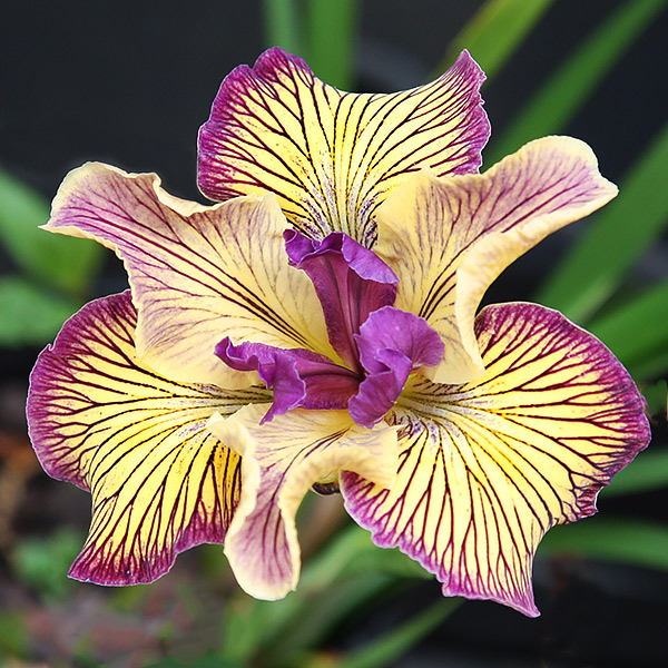 Yellow and Purple Pacific Coast Iris