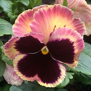 Pansy Flower