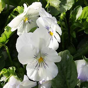 White Trailing Pansy