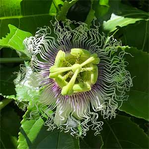 Passion Vine Flower