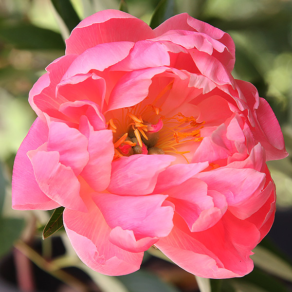 Peony Coral Charm