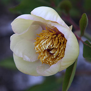 Peony obovata