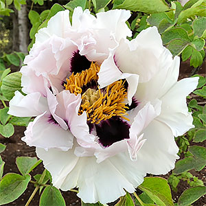 Peony Rockii