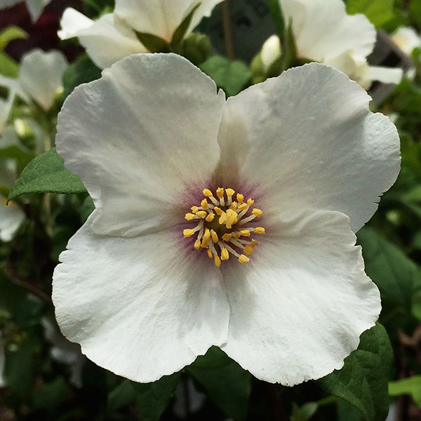 ladelphus Belle etoile - Mock Orange Flower