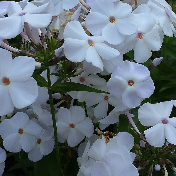 Phlox Mini pearl