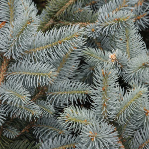 Picea pungens R H Montgomery