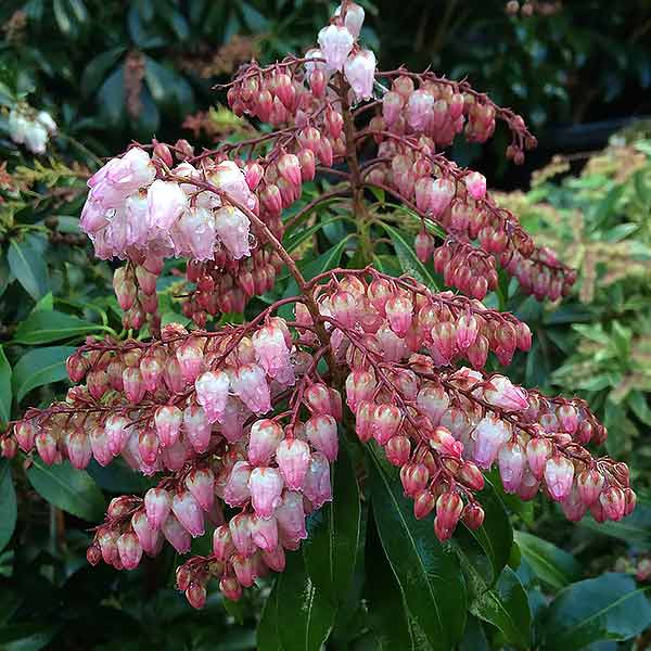 Pieris japonica Christmas Cheer