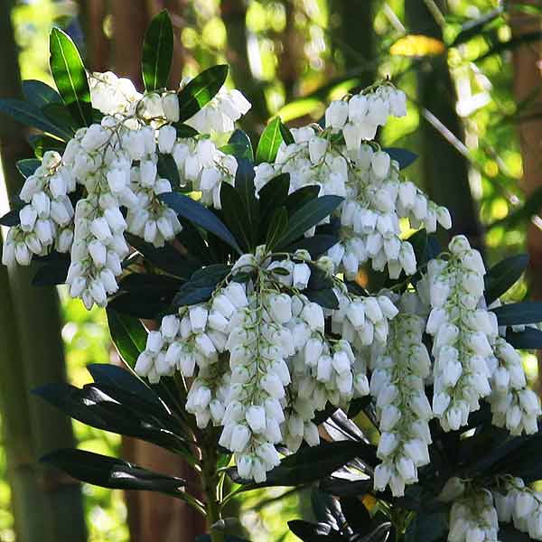 Pieris japonica Temple Bells - Lily of the Valley tree