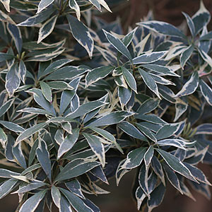 Pieris japonica variegata