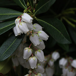 White flowering Pieris Japonica