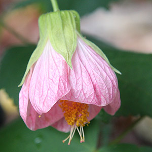 Pink Abutilon