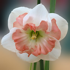 Daffodil Flower