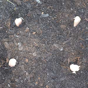 Planting Distance for Garlic