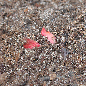 Planting Peony tenuifolia