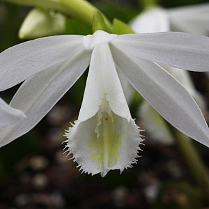 Pleione formosana alba