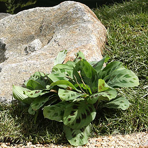 Prayer Plant Growing Outdoors