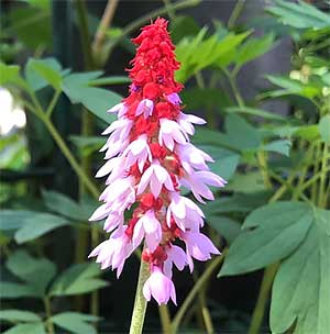 Primula vialii