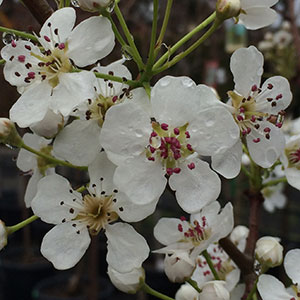 Pyrus calleryana Flowers