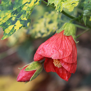 Red Flowering Abutilion