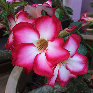 Red Flowering Adenium