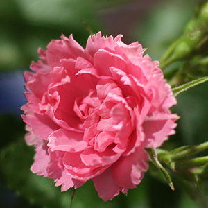 F.J. Grootendorst Rose