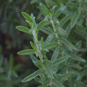 Rosemary Plant