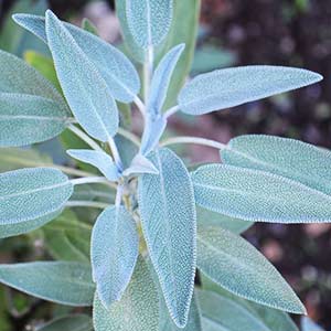 Sage Plant