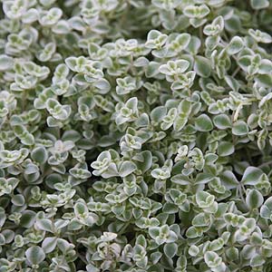 Sedum pellucida 'Little Missy'