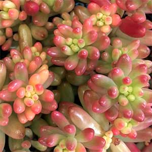 Sedum rubrotinctum - Red Jelly Beans