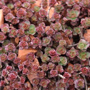 Sedum spurium  schorbuser blut - A ground cover sedum