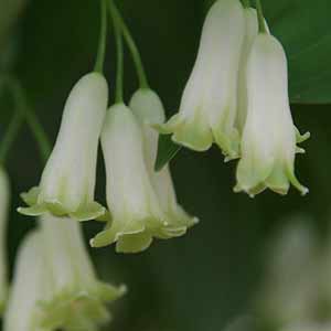 Polygonatum odoratum - Solomon’s Seal