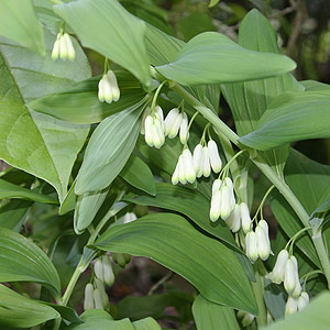 Polygonatum odoratum - Solomon’s Seal