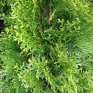 The Green arborvitae or 'Thuja occidentals' 