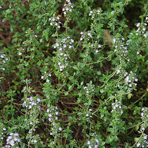 Thyme Plant