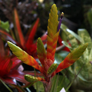 Tillandsia fasciculata