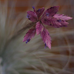 Tillandsia Species