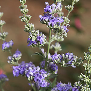 Vitex agnus-castus - Chaste Tree