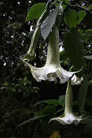 White Angels Trumpet