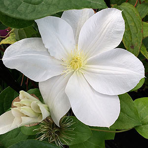 White Flowering Clematis Variety