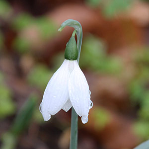 Winter Flowering Galanthus