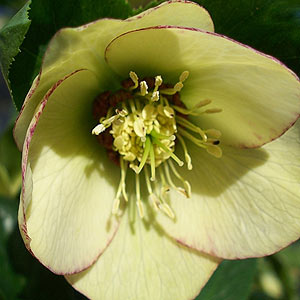 Yellow Flowering Hellebore