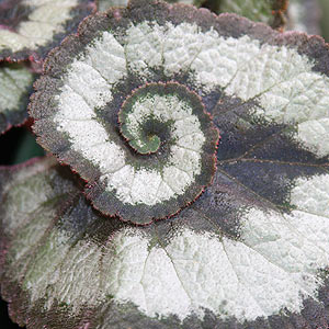 Begonia Rex Escargot