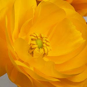 Ranunculus Flower