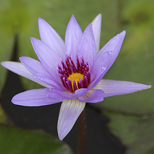 Purple Water Lily