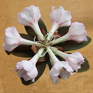 Rhododendron Konori